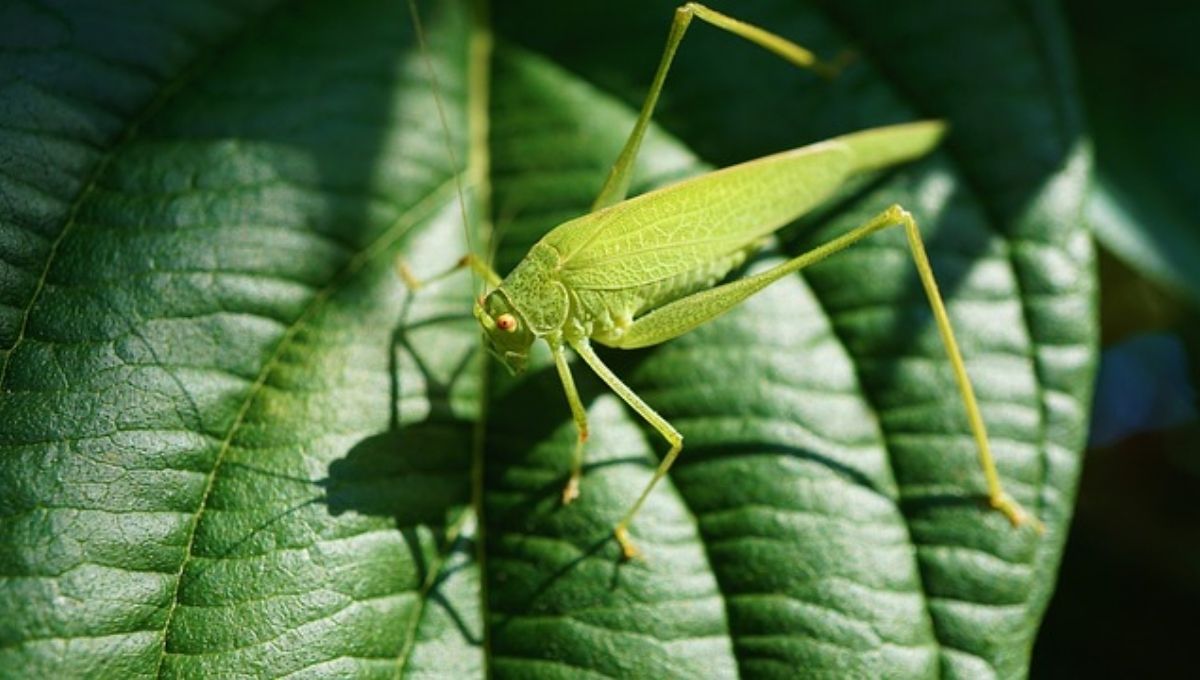 Life Lessons We Can Learn from the Grasshopper