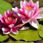 Lotus Symbolism Across Cultures and Beliefs