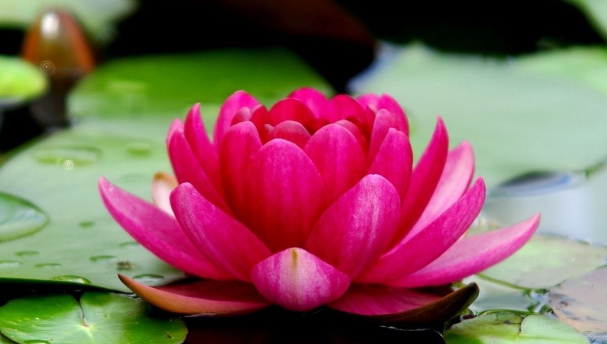 Lotus as a Symbol of Purity