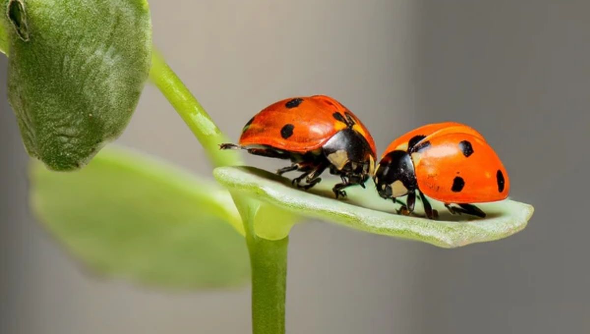 Meaning of Seeing Many Ladybugs Together