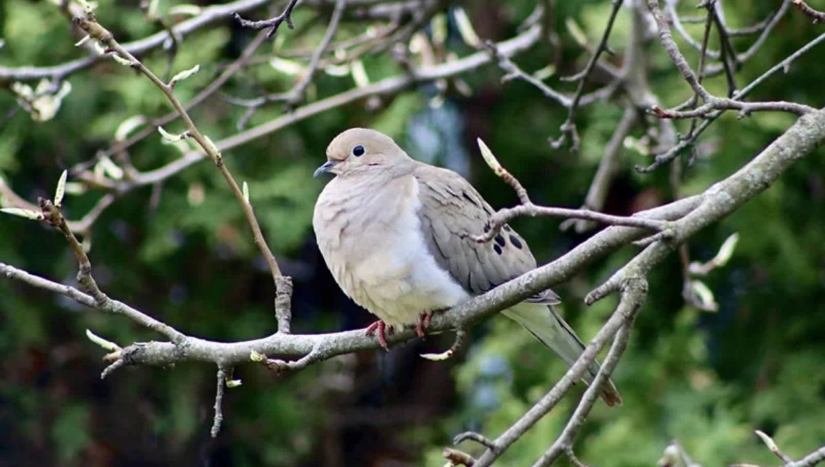 Messages from Mourning Doves in Daily Life