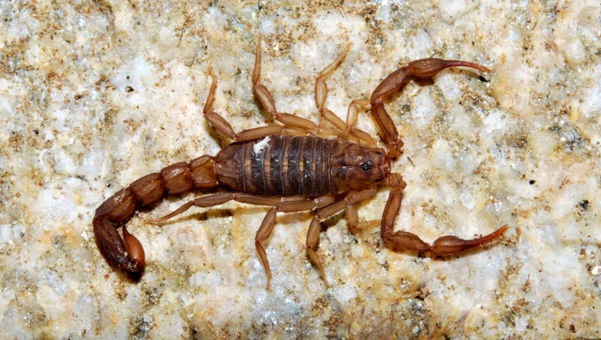 Modern Meanings and Cultural Influence of Scorpions