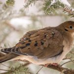Mourning Dove Spiritual Meaning