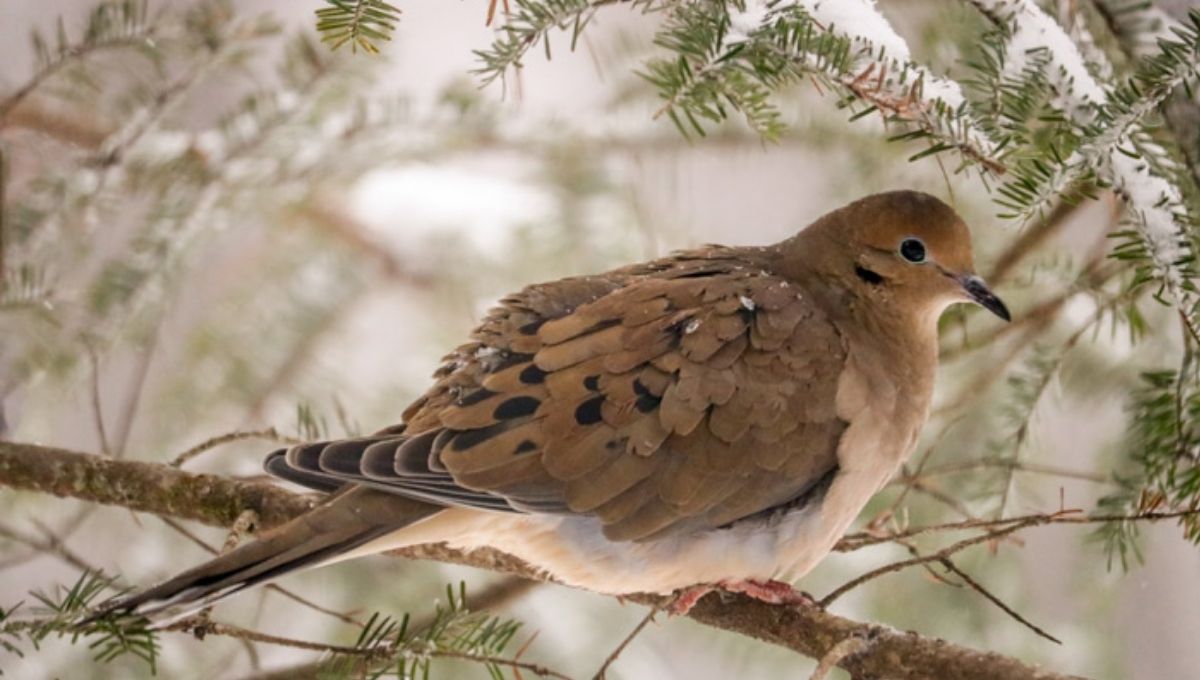 Mourning Dove Spiritual Meaning