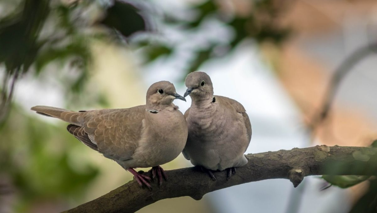 Mourning Doves and Grief