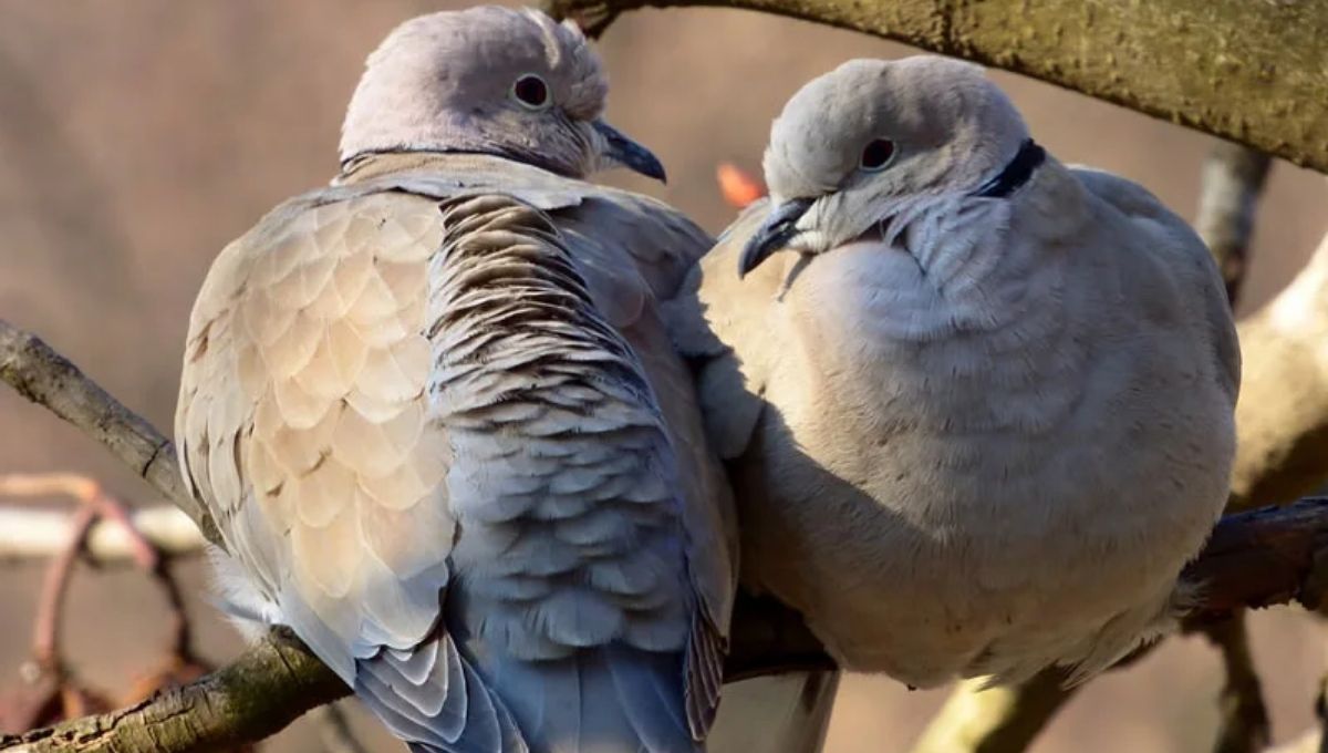 Mourning Doves in Dreams