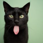 Mysterious Black Cat Symbolism: Spiritual Meanings Superstitions