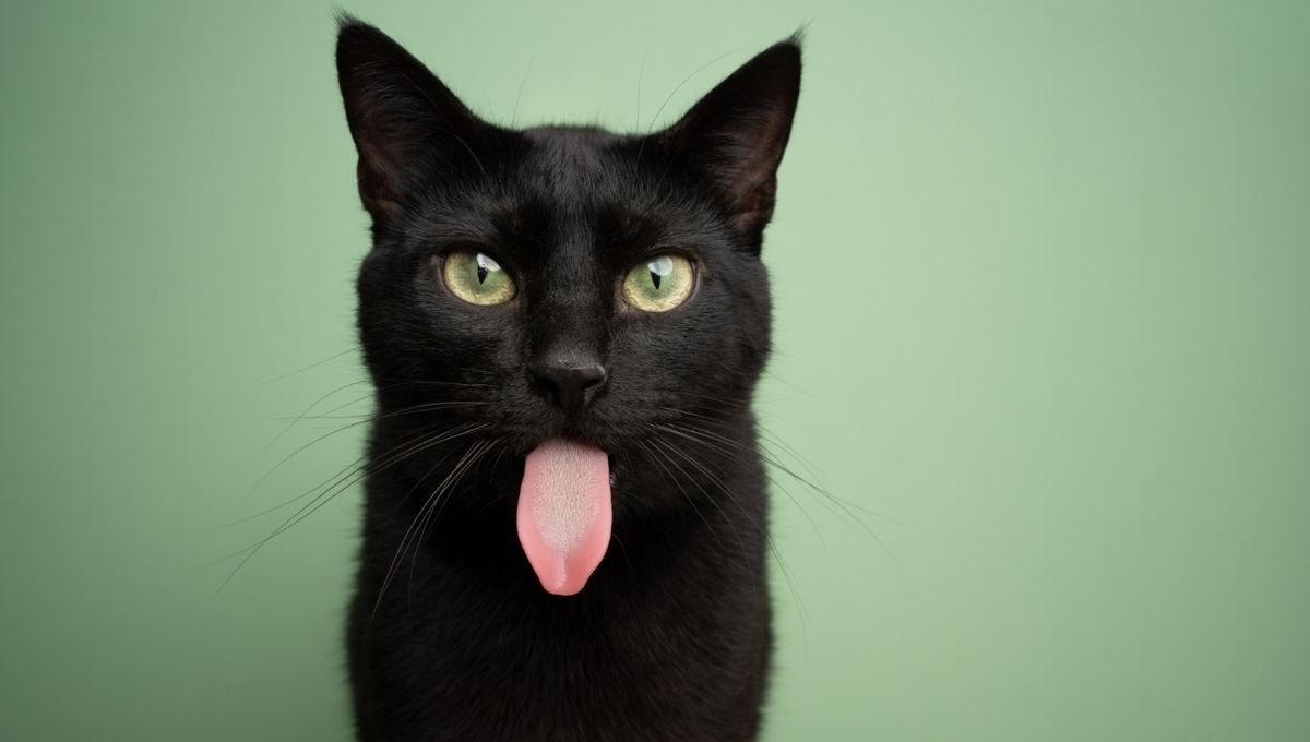 Mysterious Black Cat Symbolism: Spiritual Meanings Superstitions