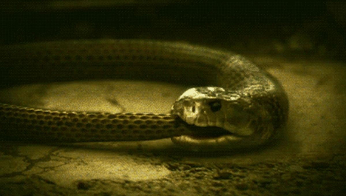 Ouroboros: The Snake That Eats Its Tail