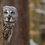 Owl Symbolism Around the World