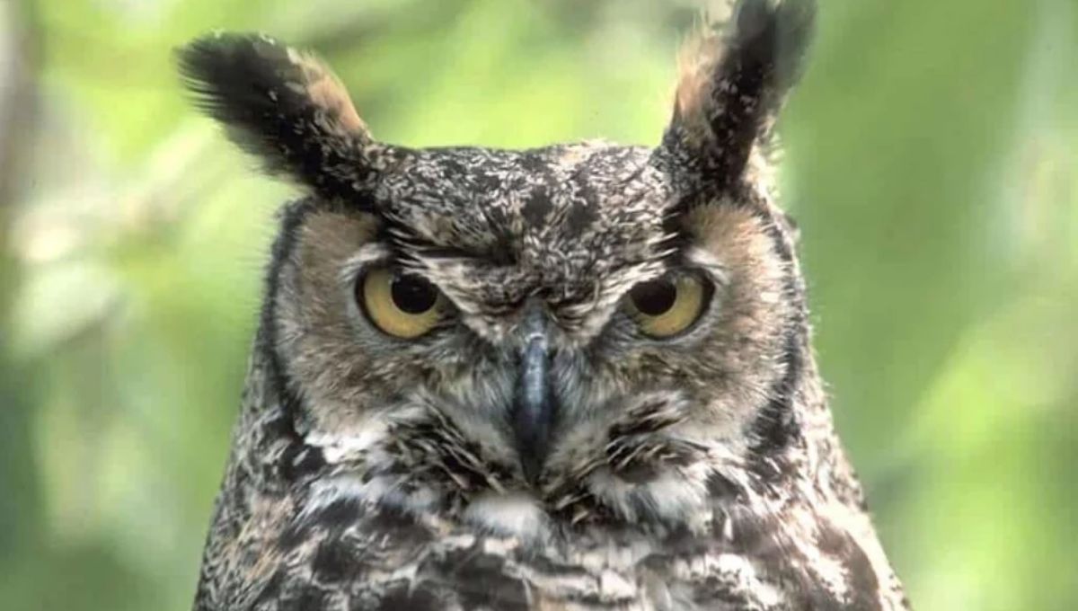 Owl Symbolism in Chinese Culture: A Bird of Contradictions