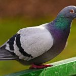 Pigeon Symbolism: Meanings, Myths, and Spiritual Insights