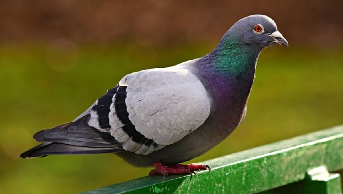 Pigeon Symbolism: Meanings, Myths, and Spiritual Insights