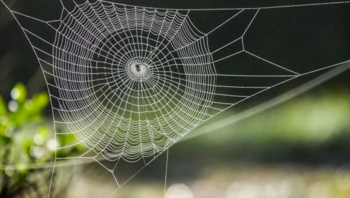 Positive and Negative Signs Linked with Spiders