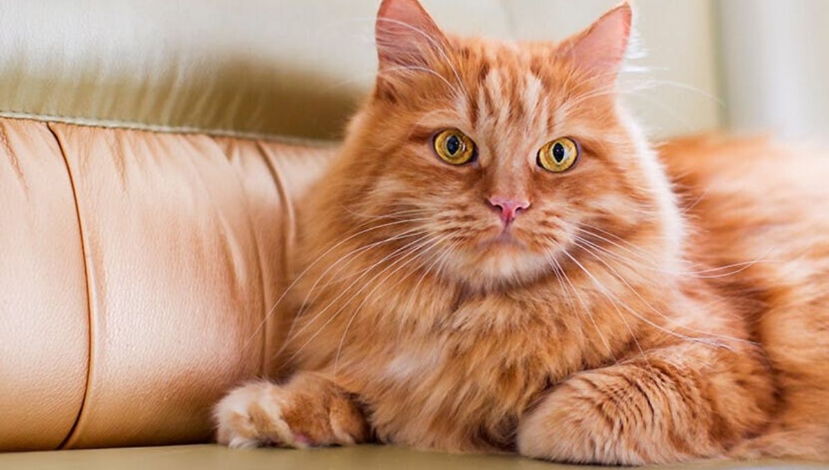 Possible Negative Meanings of Orange Cats