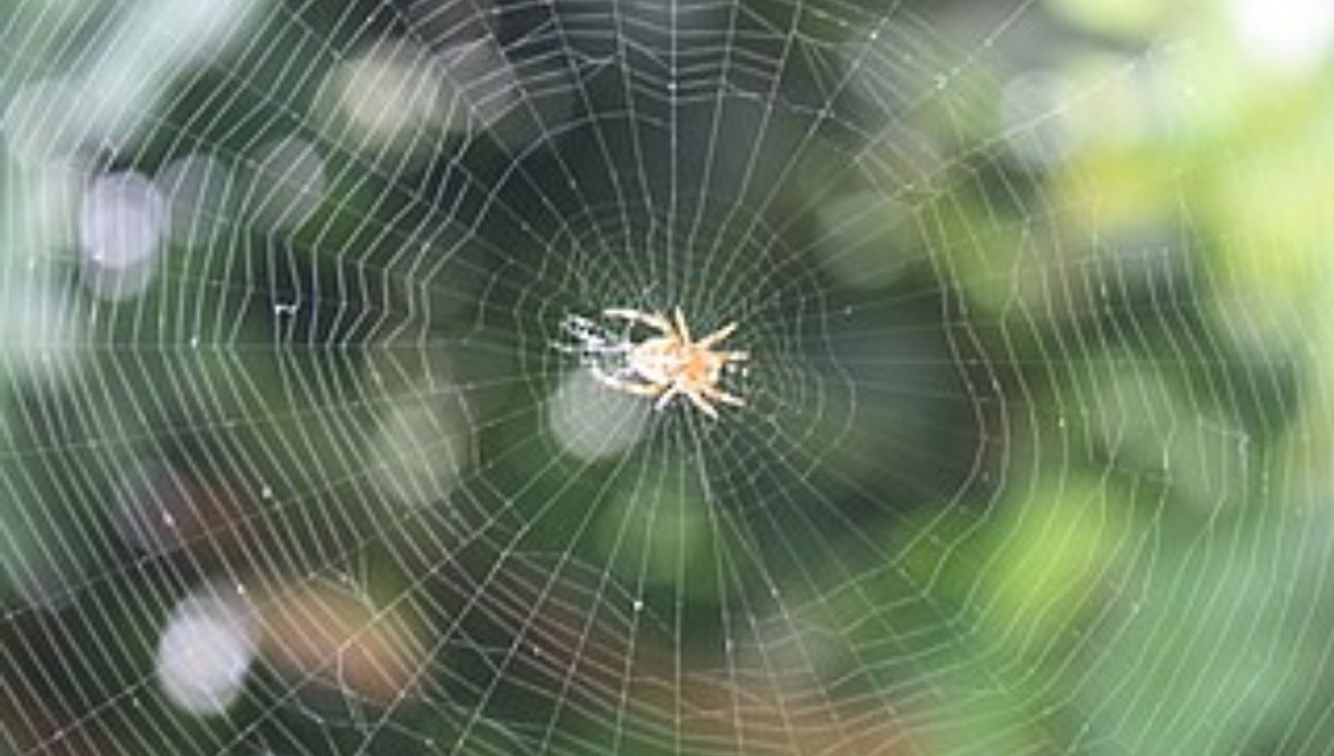 Practical Ways to Accept Spider Symbolism