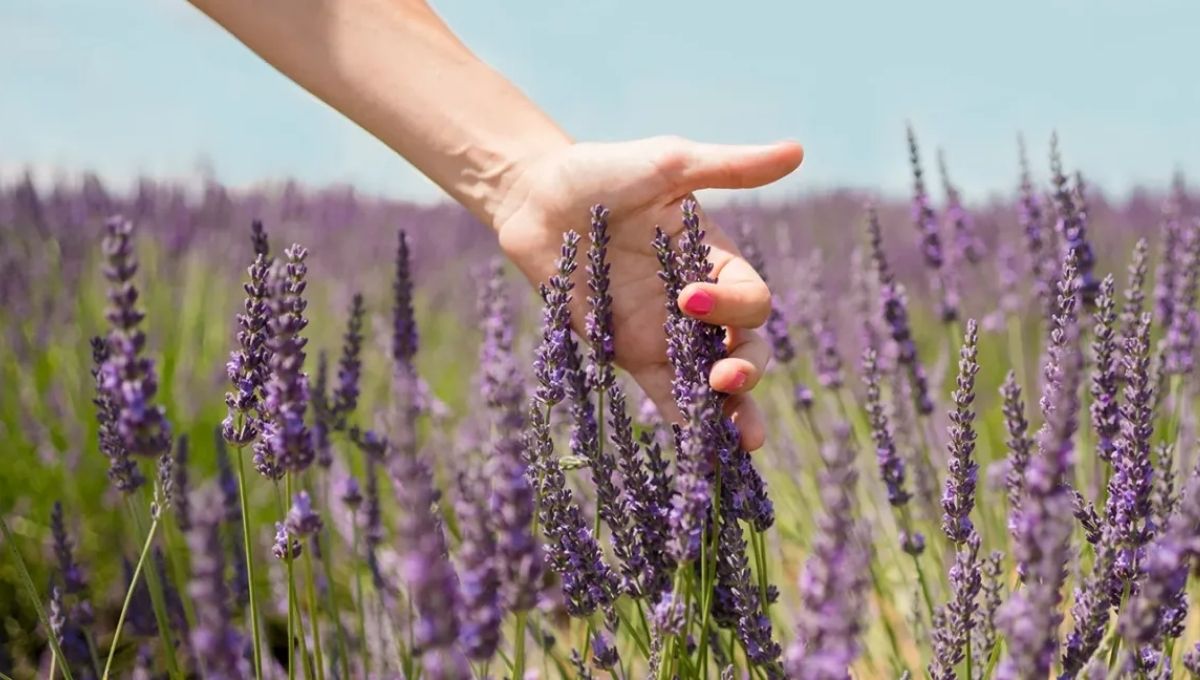 Practical Ways to Harness Lavender’s Spiritual Power
