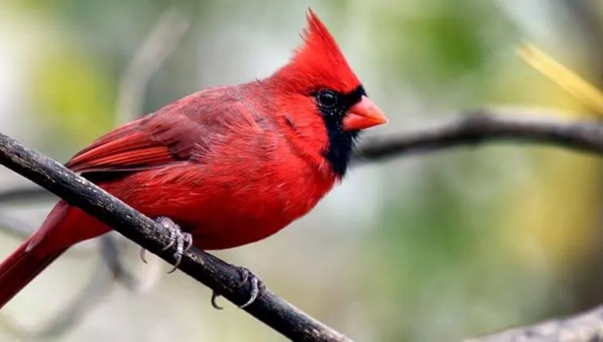 Practical Ways to Interpret and Honor the Sign