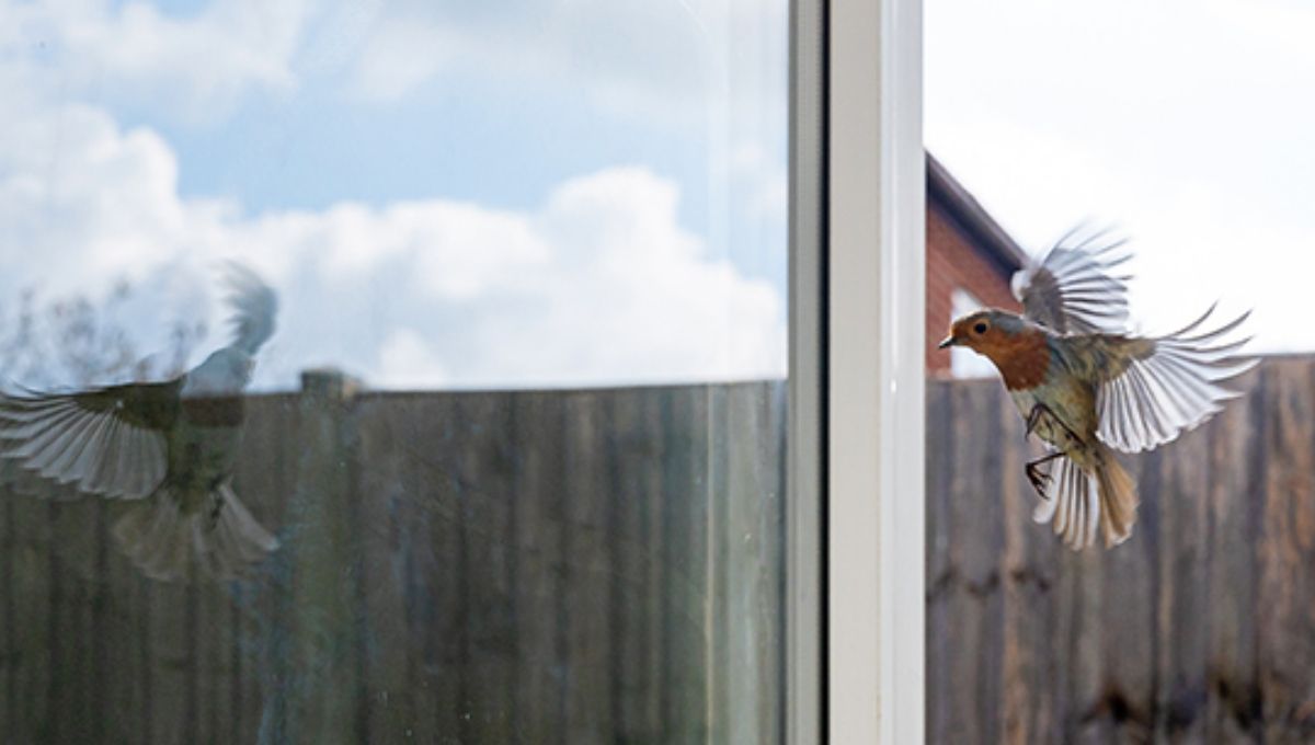 Quick Answer: Meaning of a Bird Hitting Your Window and Flying Away