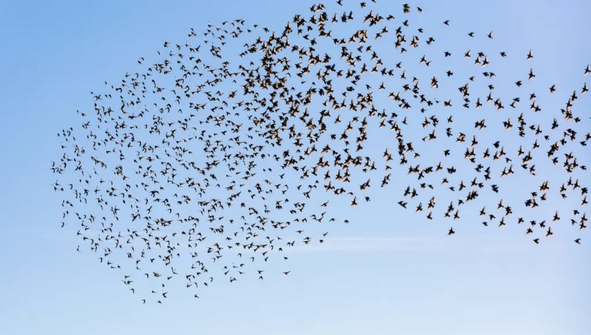 Quick Overview: What It Means When You See a Flock of Birds
