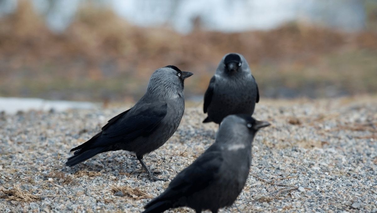 Quick Summary of 3 Crow Meanings