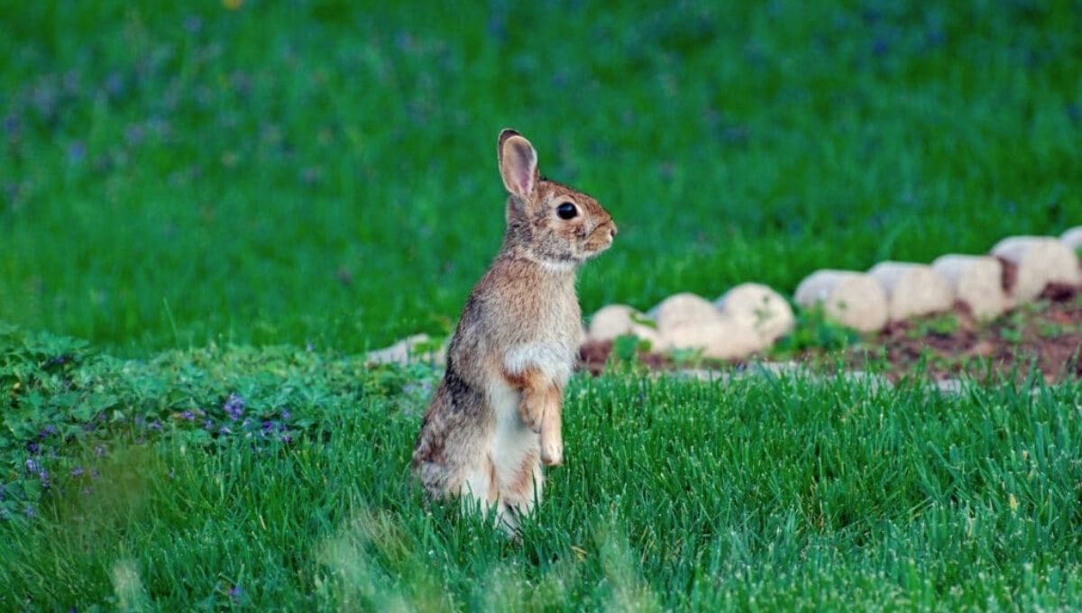 Rabbit Spirit Animal