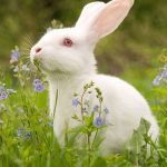 Rabbit Spiritual Meaning: What Rabbits Symbolize in Spirituality