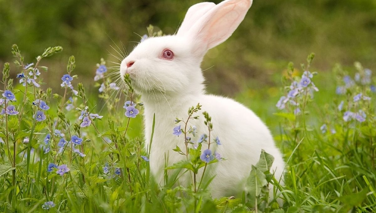 Rabbit Spiritual Meaning: What Rabbits Symbolize in Spirituality