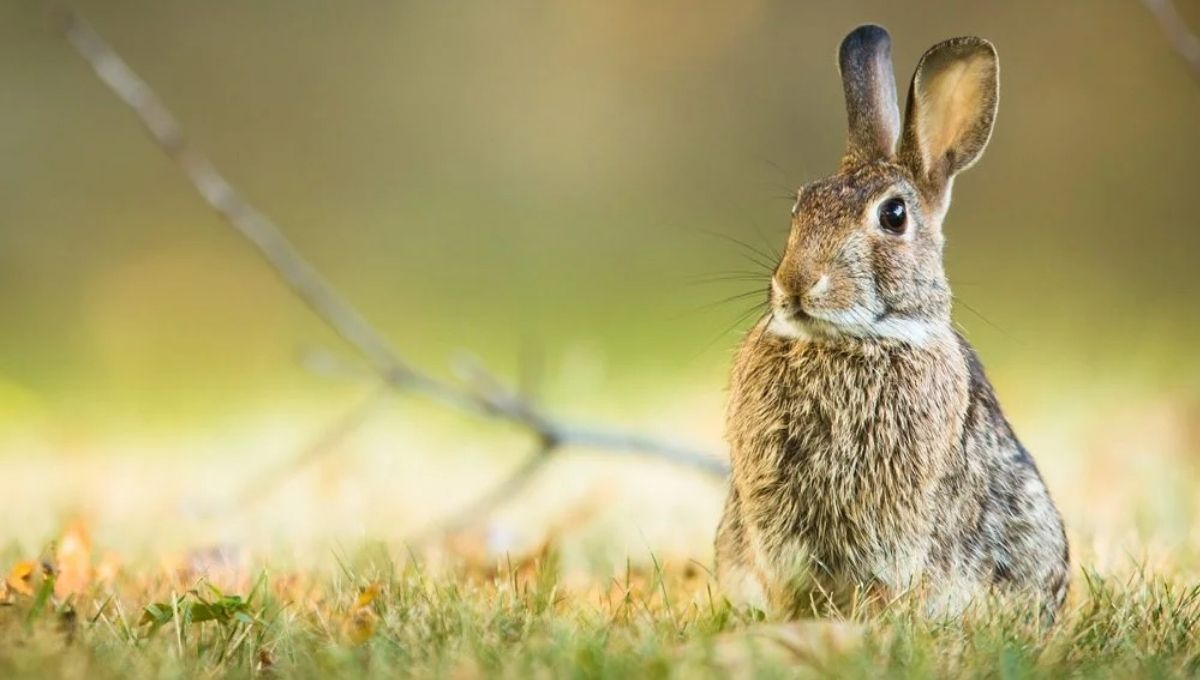 Rabbit Symbolism Across Cultures
