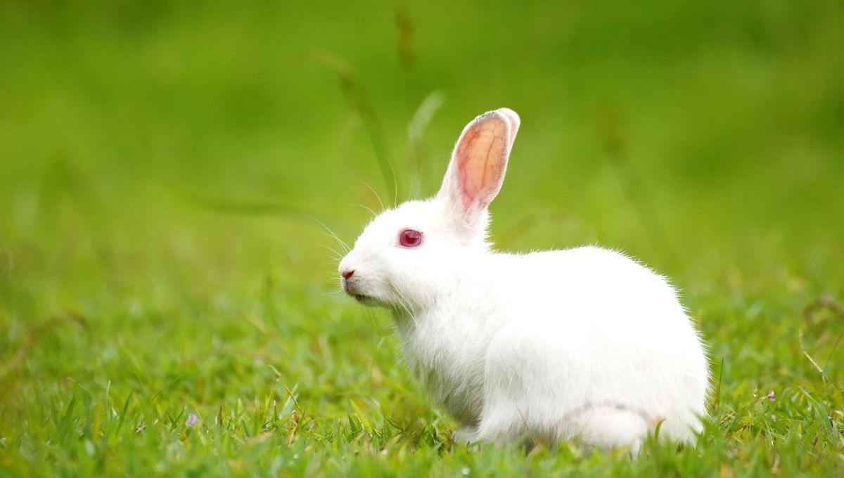 Rabbit Symbolism and Spiritual Meanings