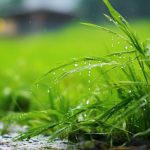 Rain Symbolism and Meaning Across Cultures