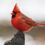 Red Cardinal Spiritual Meaning: Signs, Symbolism & Messages