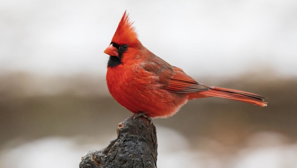 Red Cardinal Spiritual Meaning: Signs, Symbolism & Messages