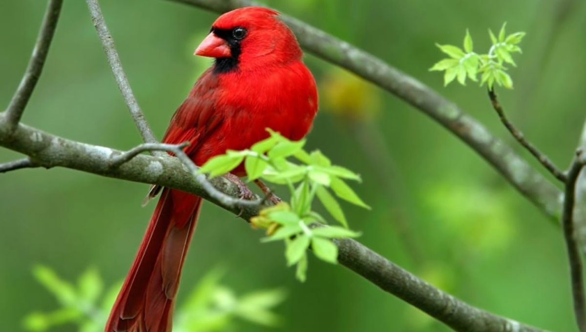 Red Cardinals as Messages from Loved Ones in Heaven
