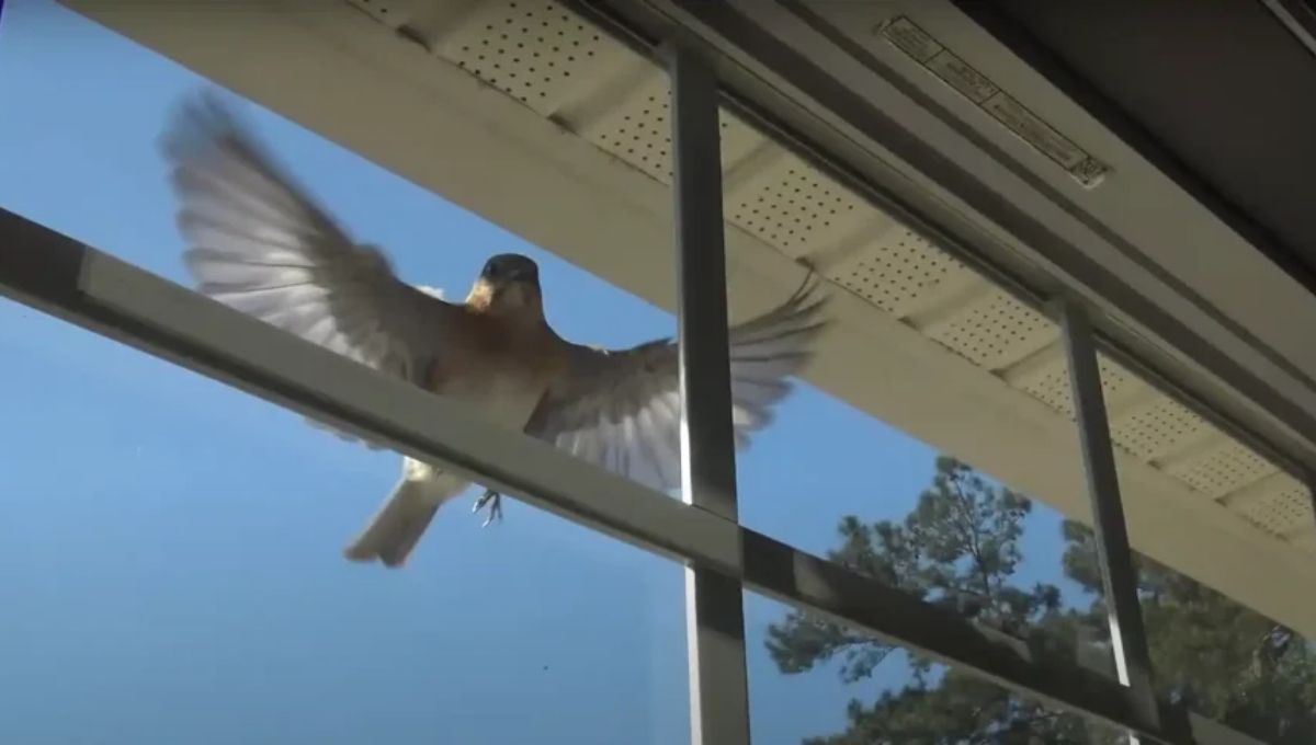 Repeated Bird Hits on the Window: What They Mean Spiritually
