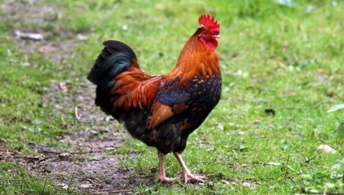 Rooster Symbolism Across Different Cultures