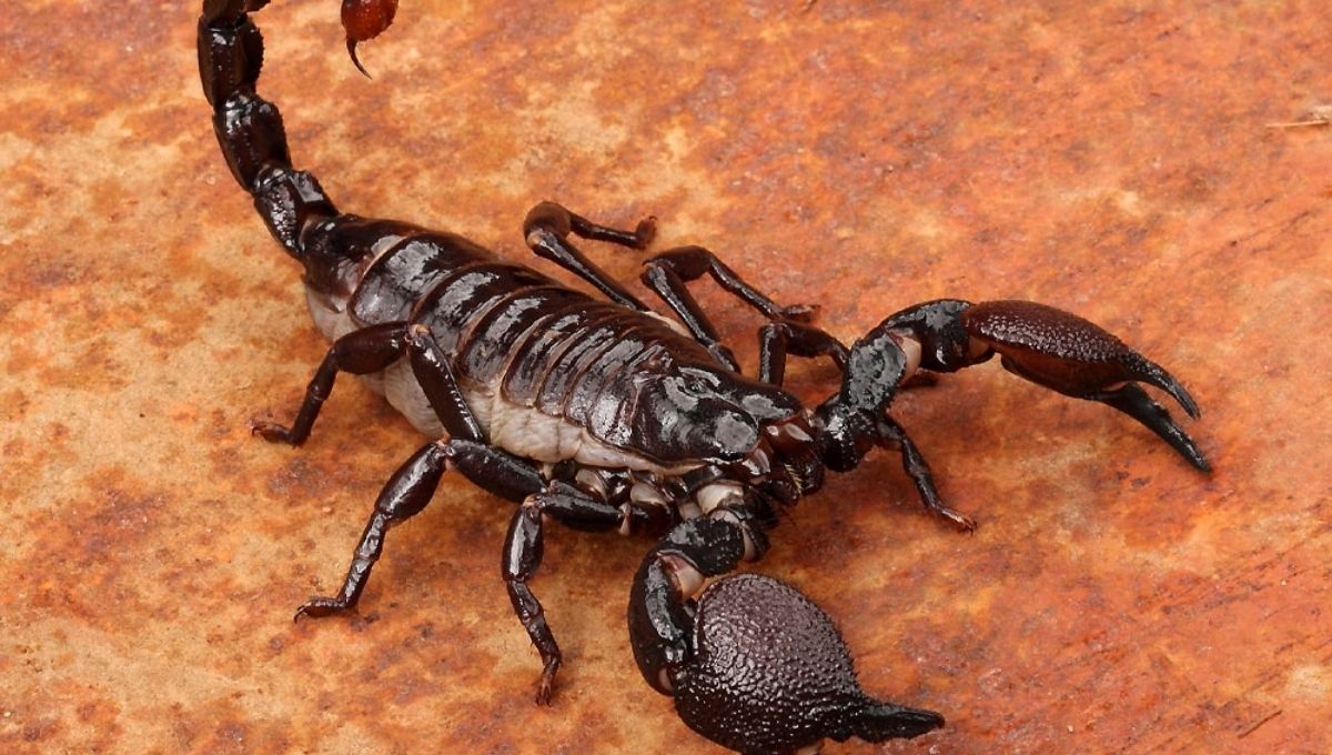 Scorpion Symbolism in Ancient Egyptian Mythology