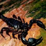 Scorpion Symbolism in History Cultures