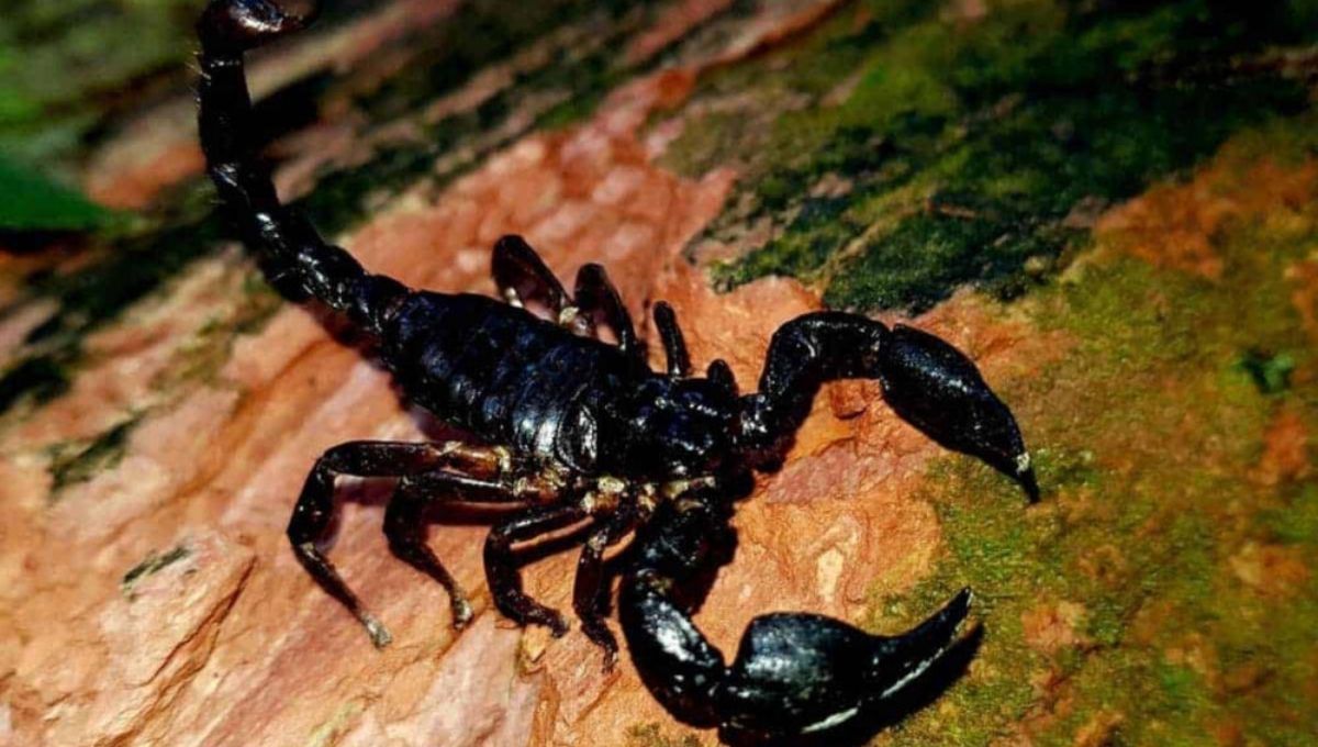 Scorpion Symbolism in History Cultures