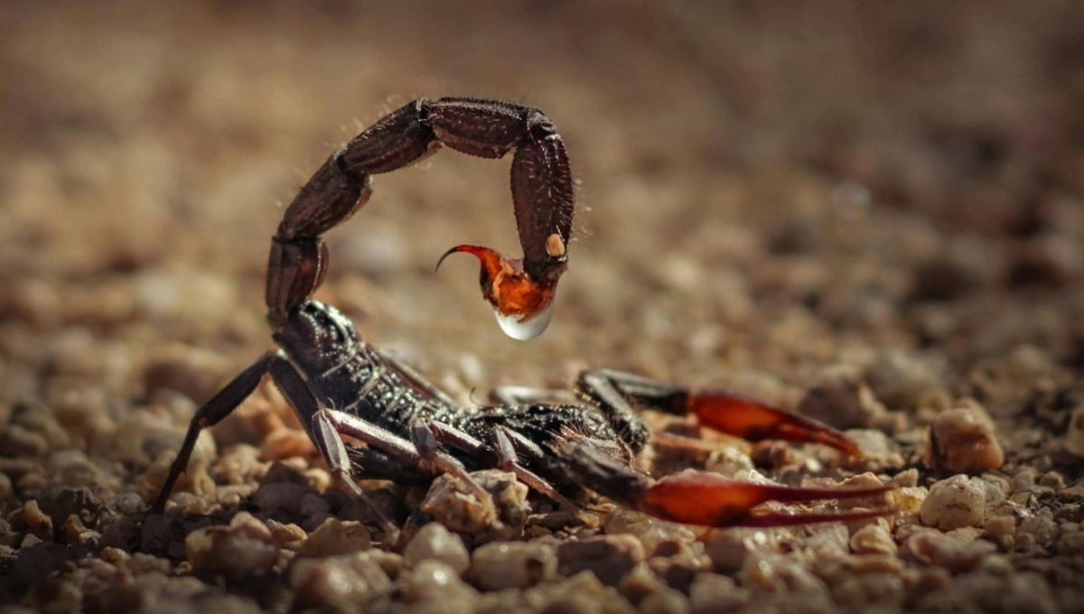 Scorpion as a Symbol of Balance and Control