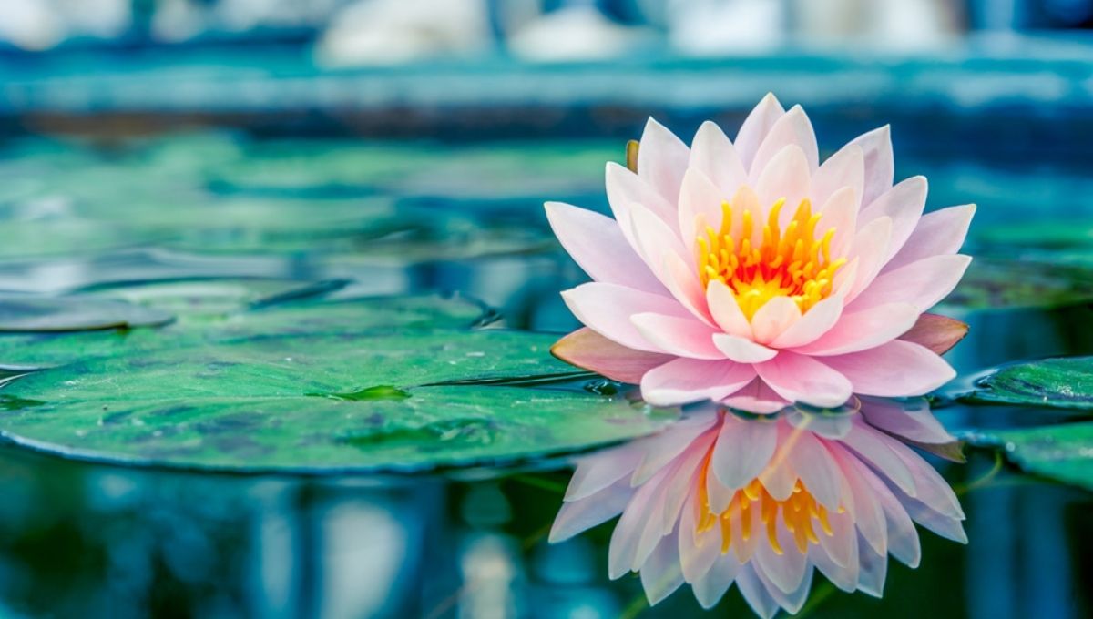 Special Meaning of Mirrored Lotus Flowers