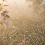 Spider Web Spiritual Meaning