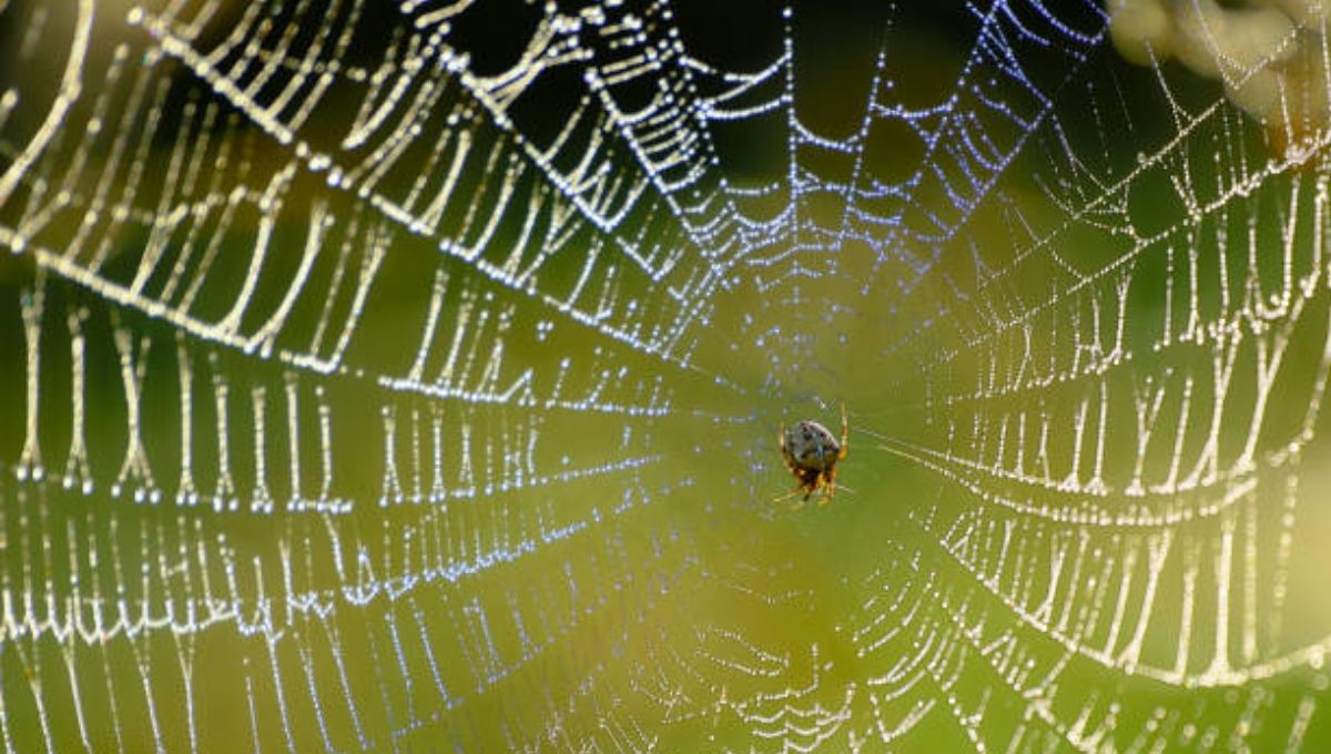 Spiders in Dreams vs. Reality: What’s the Difference?