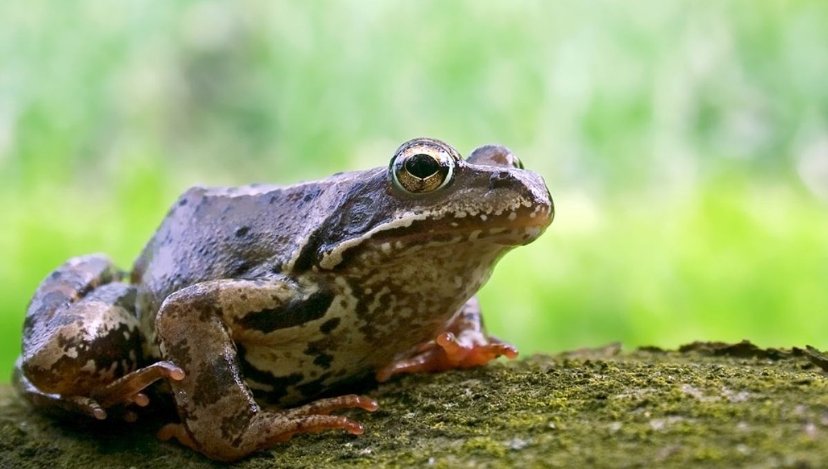 Spiritual & Dream Meaning of Frogs