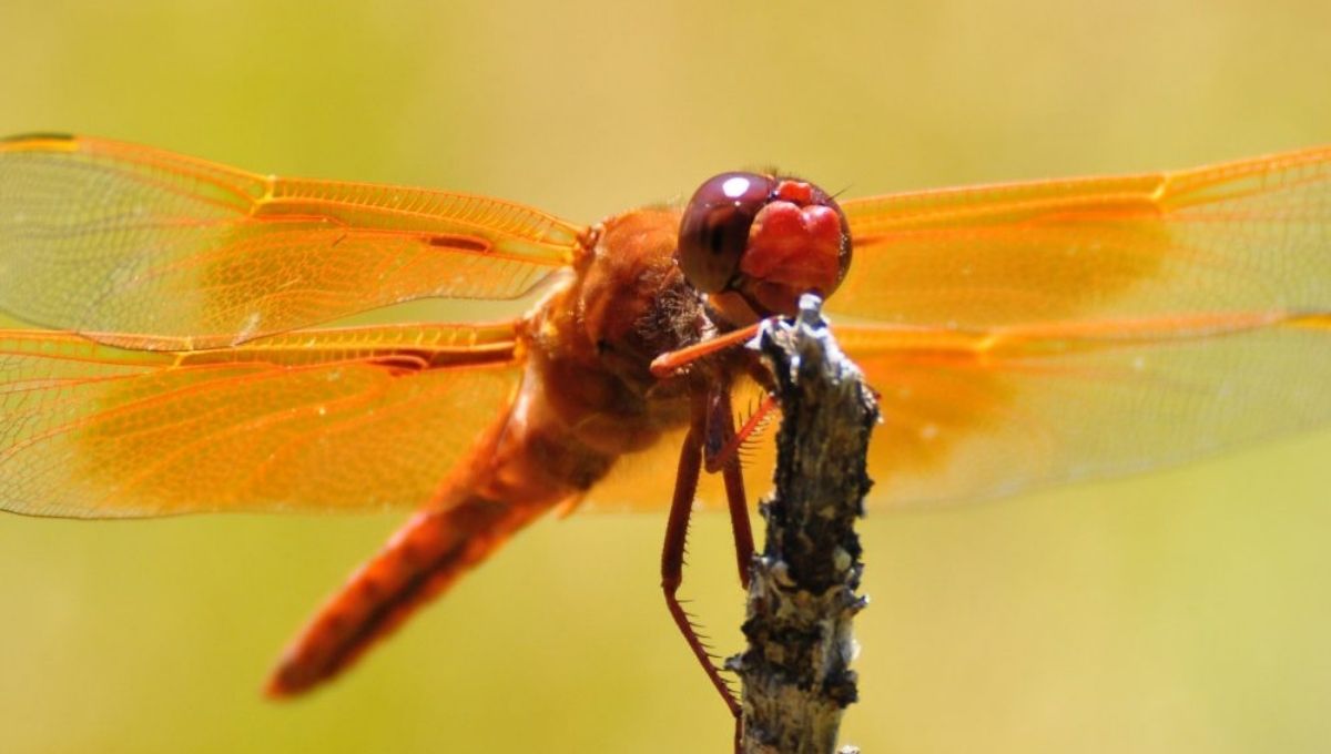 Spiritual Encounters and Omens