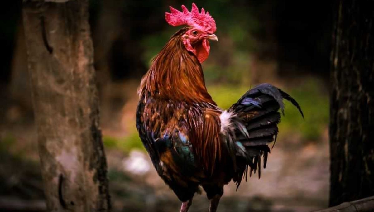 Spiritual Meaning When a Rooster Crows at Night