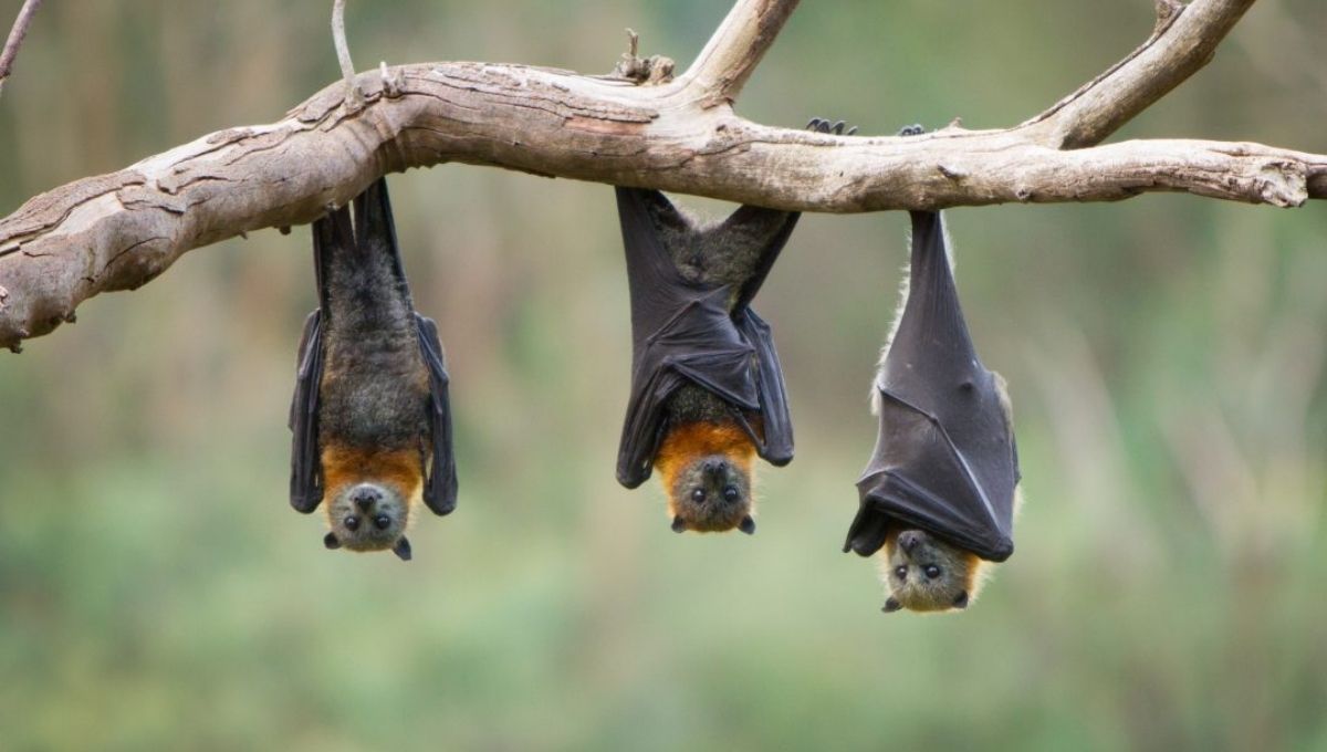 Spiritual Meaning of Bats Explained Simply