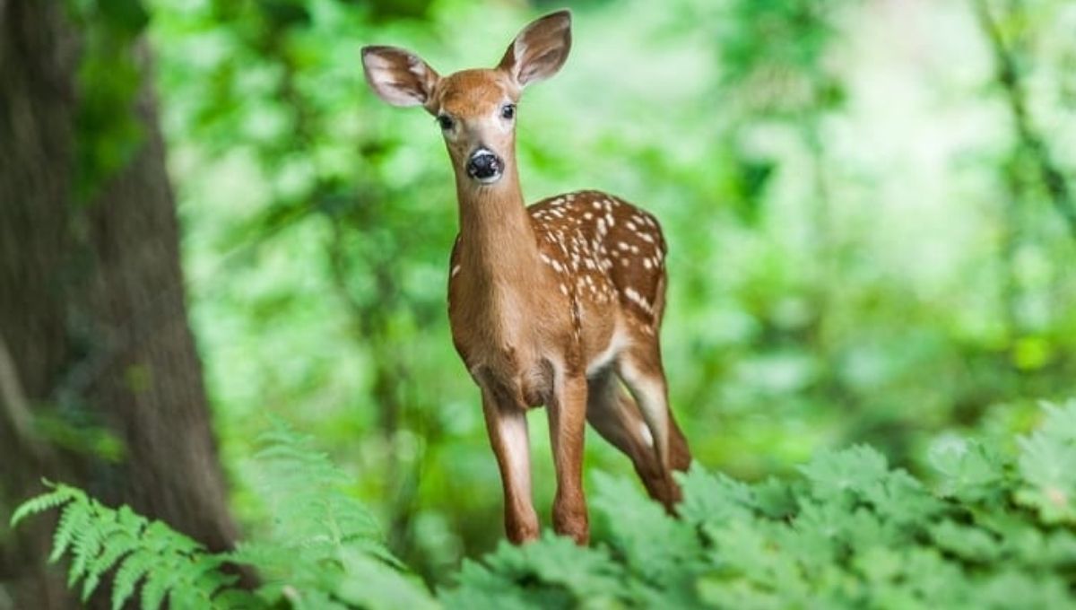 Spiritual Meaning of Different Types of Deer Encounters