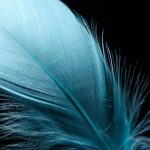 Spiritual Meaning of Feathers Explained