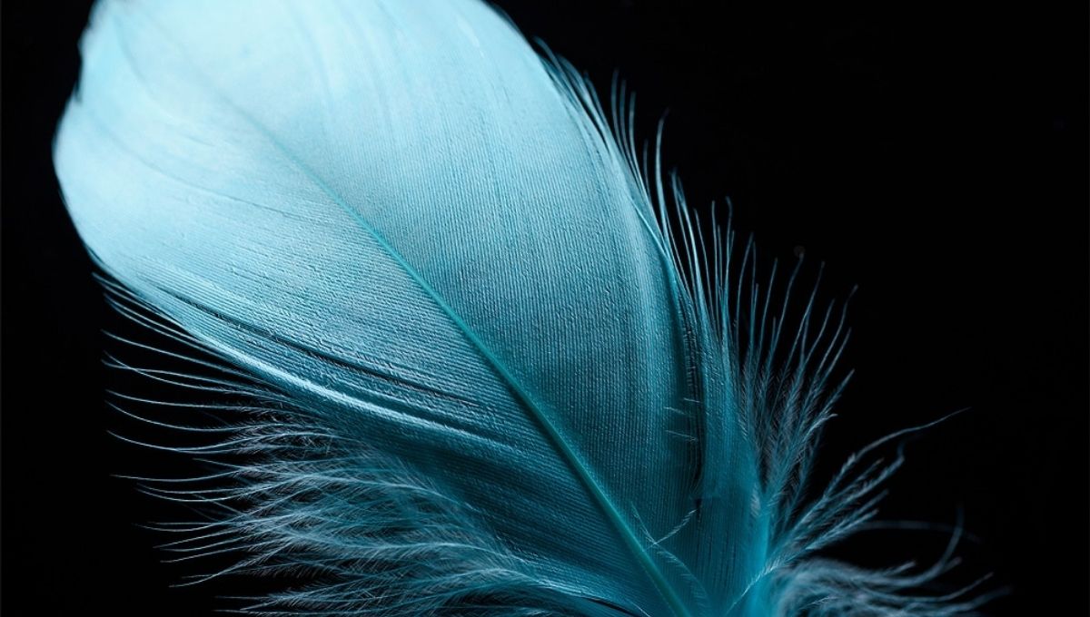 Spiritual Meaning of Feathers Explained